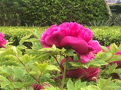 -黄村公园