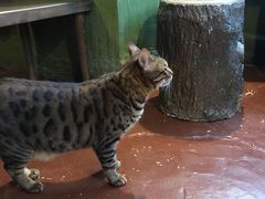 -猫猫幼稚园·撸猫·桌游·电玩