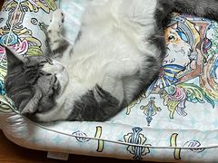 -猫大福·Fortune Cat猫舍(百子湾店)