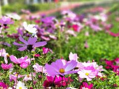 -观澜湖生态运动公社