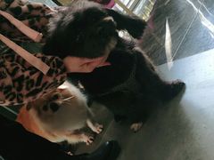 -宠爱国际动物医院(德胜门店)