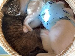 -纳吉亚猫专科动物诊疗中心(蒋宅口分院)