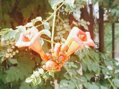 -北京大学燕东园