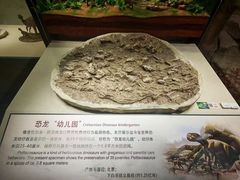 -辽宁古生物博物馆