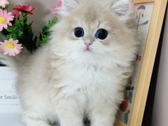 -小猫来了·猫舍(红山六九七九店)