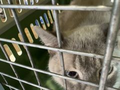 -爱侣·安琦尔宠物医院·中兽医针灸·心内科·狂犬免疫点(宝山区院)