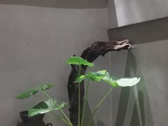 -本处·素食·融合料理(南油店)