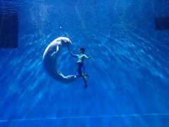 -芜湖新华联大白鲸海洋公园