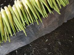 -江杨农产品批发市场