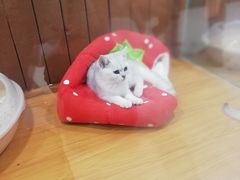 -龟与熊猫宠物公园(南坪店)