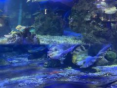 -江和美海洋公园