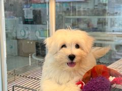 -翊宠yipet猫狗购宠庄园犬舍•猫舍