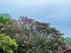 -梧桐山风景名胜区