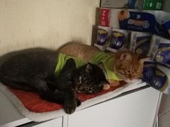 -纳吉亚猫专科动物诊疗中心(蒋宅口分院)