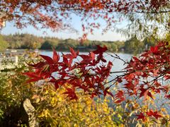 -上海共青森林公园