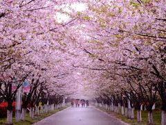 -高东镇樱花园