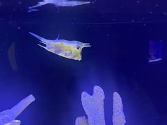 -上海海洋水族馆