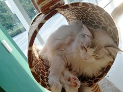 -飞行喵MR PILOT|猫舍·猫咖(静安大融城店)