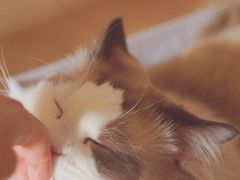 -猫腻·猫咖·撸猫馆(星光大道店)