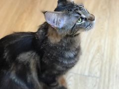 -Pets First伊珊娜洗护·精致美容·家庭式寄养(新会路店)
