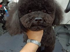 -八公叔叔宠物美容连锁(春申店)