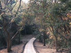 -青龙山国家森林公园