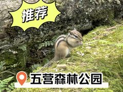 -五营国家森林公园