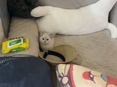 -柚子猫舍·精品猫舍购猫·猫咪认养·购宠·宠物店
