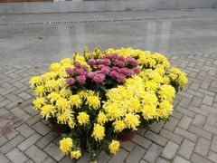 -洪湖生态旅游区