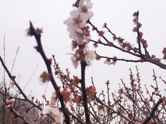 -香雪海