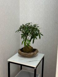 -橙沐普拉提瑜伽