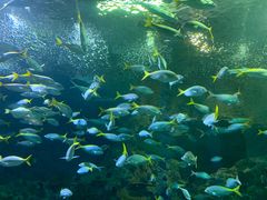 -上海海洋水族馆