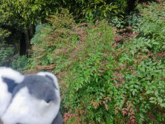 -南山植物园