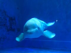 -芜湖新华联大白鲸海洋公园