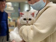 -momokira米努特·德文卷毛猫·棉花面纱犬