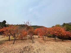 -北京十三陵国家森林公园蟒山景区