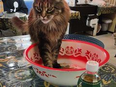 -平行世界·猫咖(首经贸店)