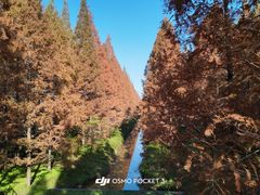 -黄海国家森林公园