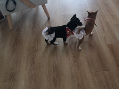 -柴犬小屋·柴餐厅·狗咖食堂(金鼎广场店)