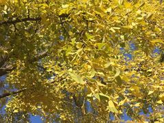 -三里屯东五街银杏大道