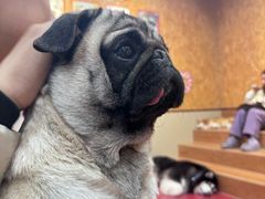 -和它·交个朋友·狗咖猫咖(爱琴海店)
