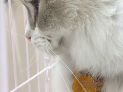 -藏猫猫咖啡主题馆(中央大道店)