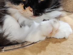 -楼上猫咖(罗湖店)