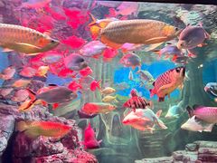 -上海海洋水族馆