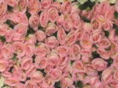 -火炉山森林公园