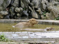 -合肥野生动物园
