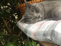 -海边的猫和咖啡馆