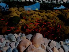 -陆地游轮吉林神农温泉