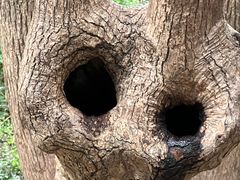 -上海佘山国家森林公园天马山园