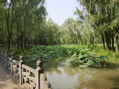 -洛阳市隋唐城遗址植物园